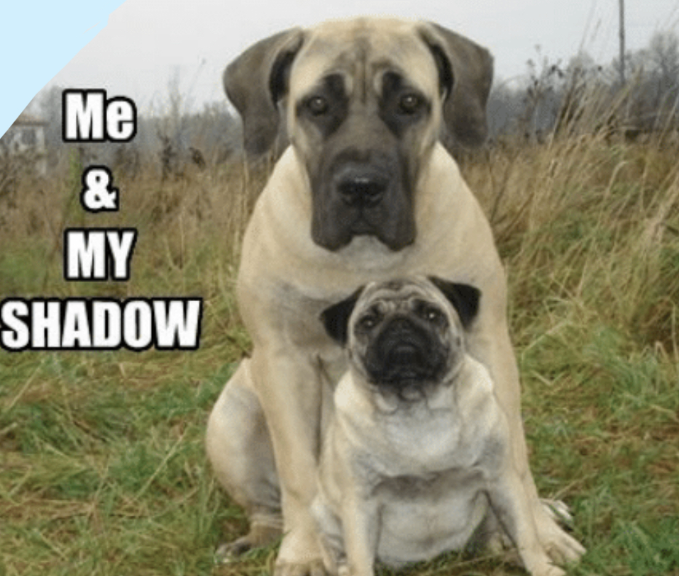 15 Funny Mastiff Memes To Make Your Day 11
