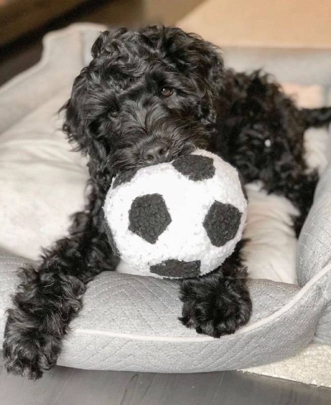 Portuguese Wasserhund or Portuguese Water Dog 38