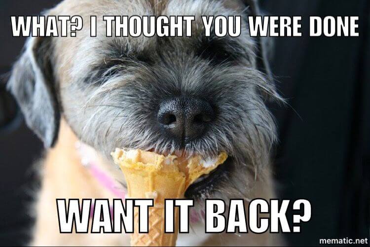 15 Funny Border Terrier Memes To Make Your Day 11