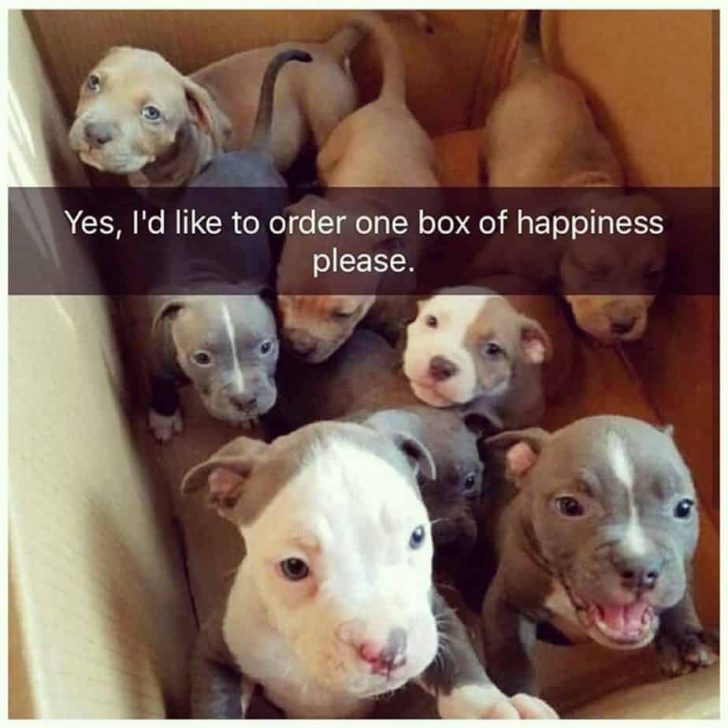 15 Funny Pit Bull Memes To Make Your Day 11