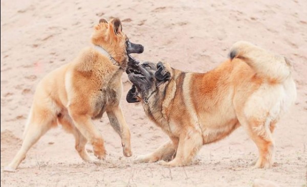 16 Pictures That Prove Leonbergers Are Perfect Weirdos 10