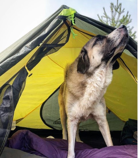 15 Pictures That Prove Anatolian Shepherds Are Perfect Weirdos 11