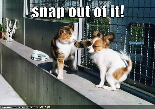 15 Funny Papillon Memes To Make Your Day 11