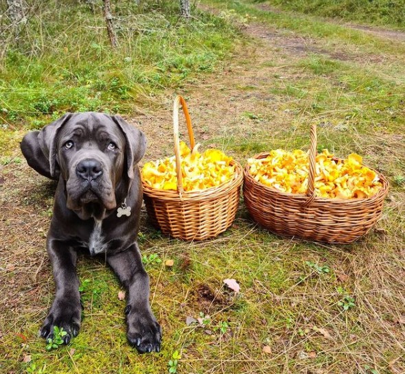 16 Pictures That Prove Cani Corsi Are Perfect Weirdos 10