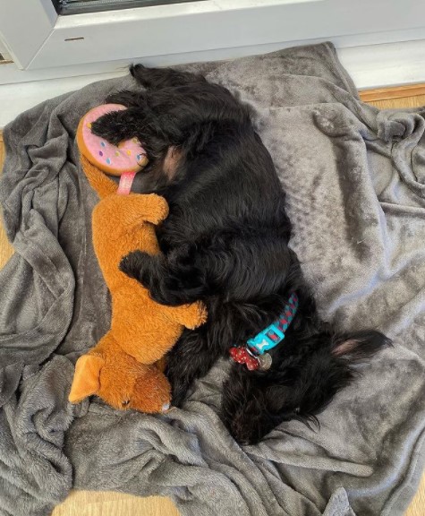 15 Pictures That Prove Scottish Terriers Are Perfect Weirdos 11