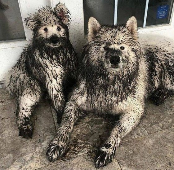 16 Pictures That Prove Samoyeds Are Perfect Weirdos 11