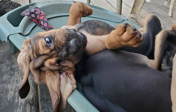 15 Pictures That Prove Bloodhounds Are Perfect Weirdos 11