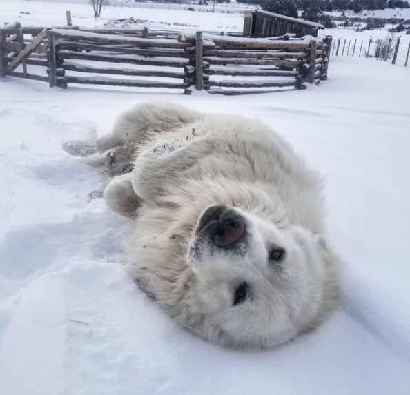 15 Pictures That Prove Great Pyrenees Are Perfect Weirdos 11