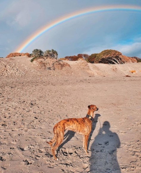 15 Pictures That Prove Whippets Are Perfect Weirdos 11