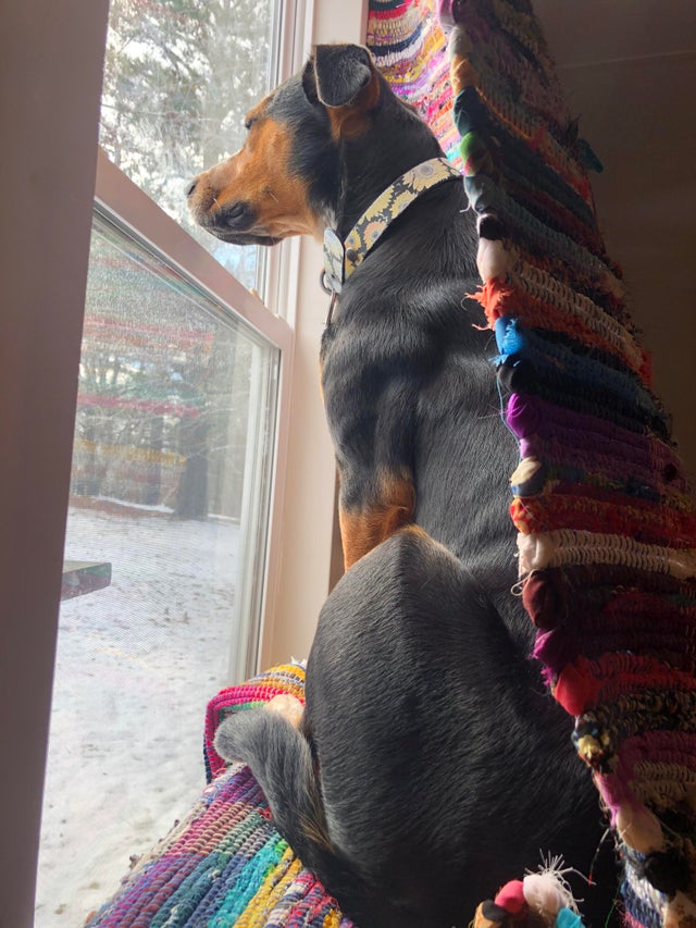 15 Realities That New Beagle Owners Must Accept 11