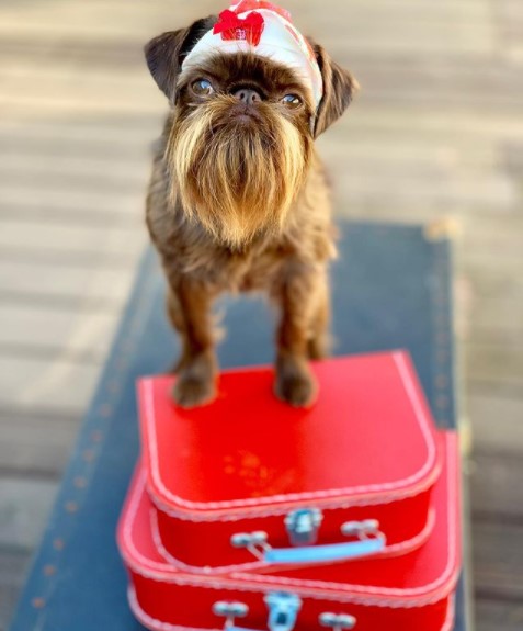 15 Pictures That Prove Brussels Griffons Are Perfect Weirdos 10