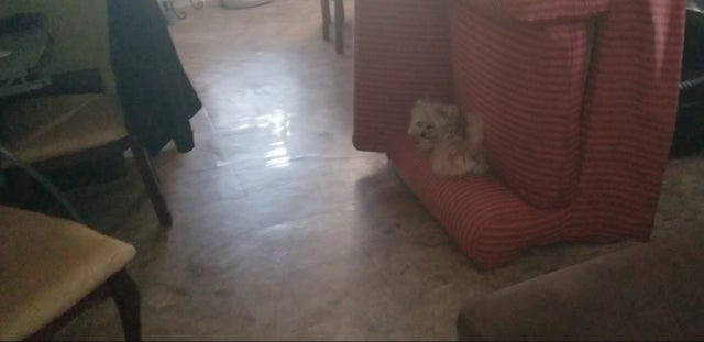 15 Realities That New Yorkie Owners Must Accept 11