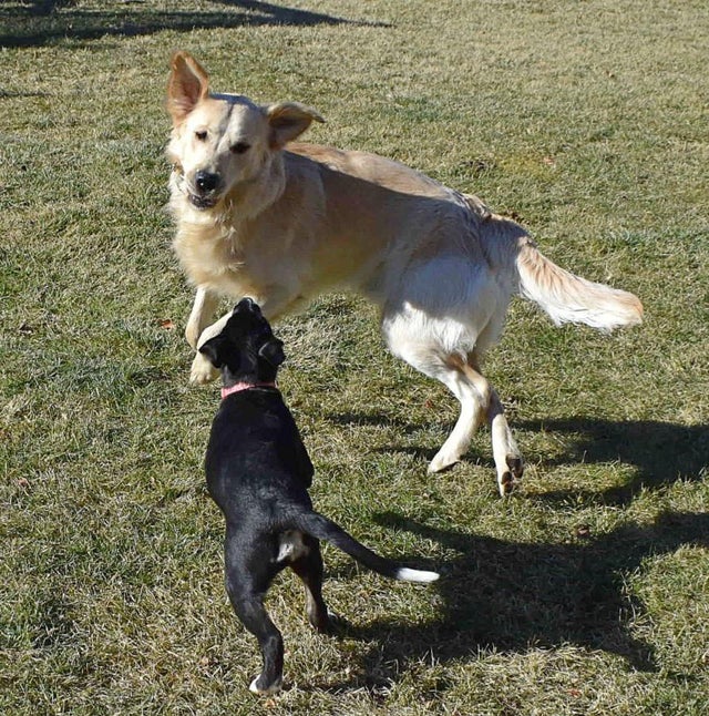 15 Things Only Golden Retriever Owners Will Understand 11