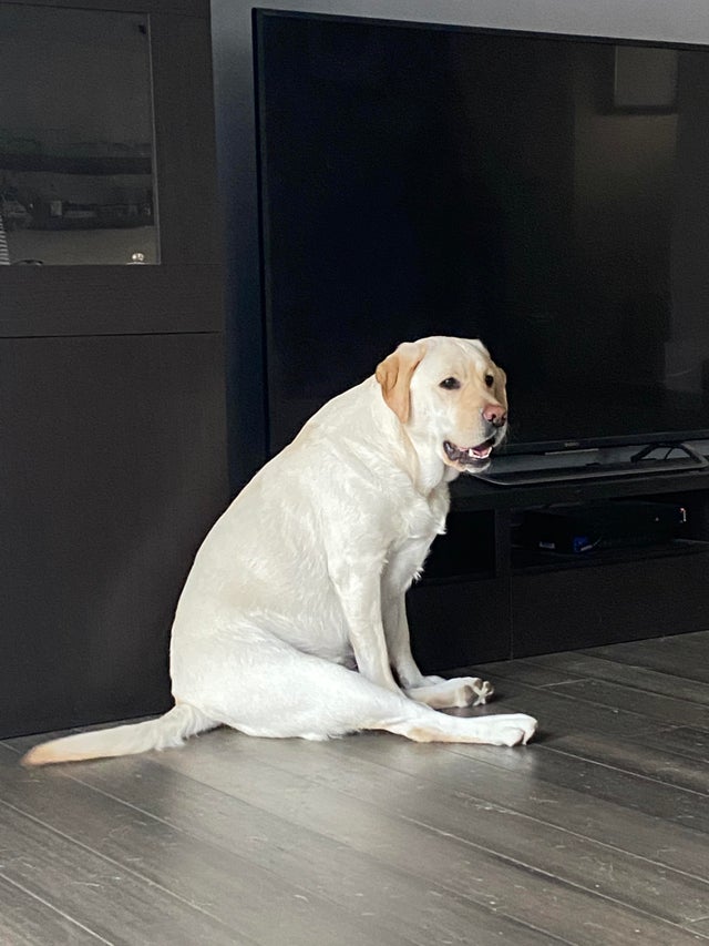 15 Things Only Labrador Owners Will Understand 11