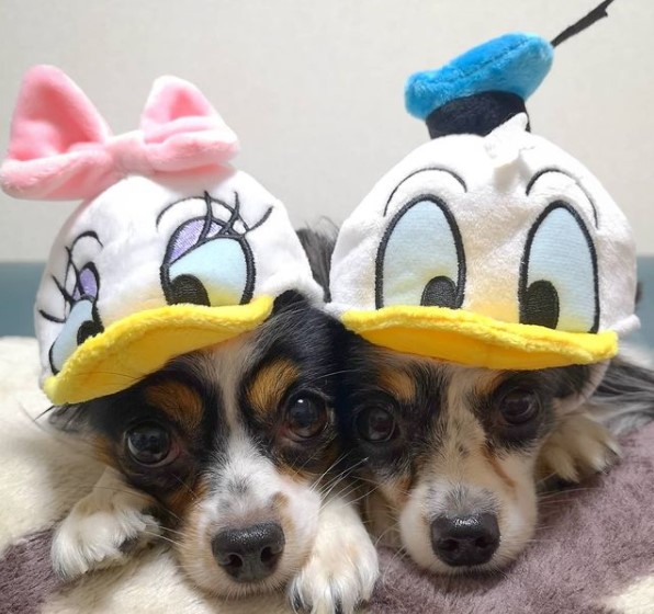 15 Pictures That Prove Papillons Are Perfect Weirdos 11