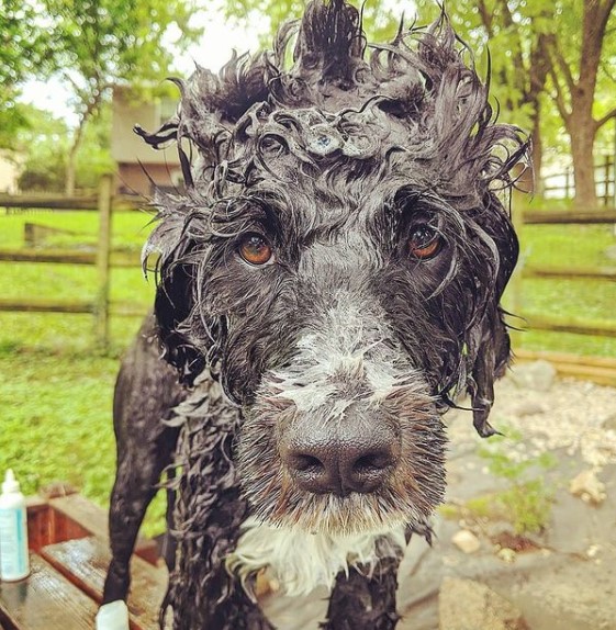 15 Pictures That Prove Portuguese Water Dogs Are Perfect Weirdos 11