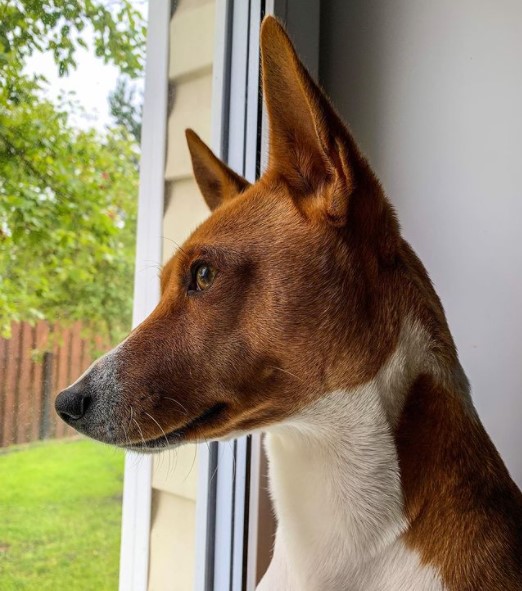 15 Pictures That Prove Basenjis Are Perfect Weirdos 11
