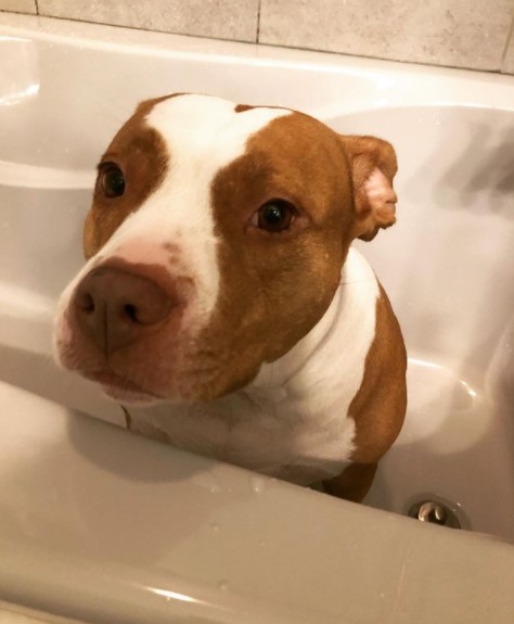 15 Pictures That Prove Pit Bulls Are Perfect Weirdos 11