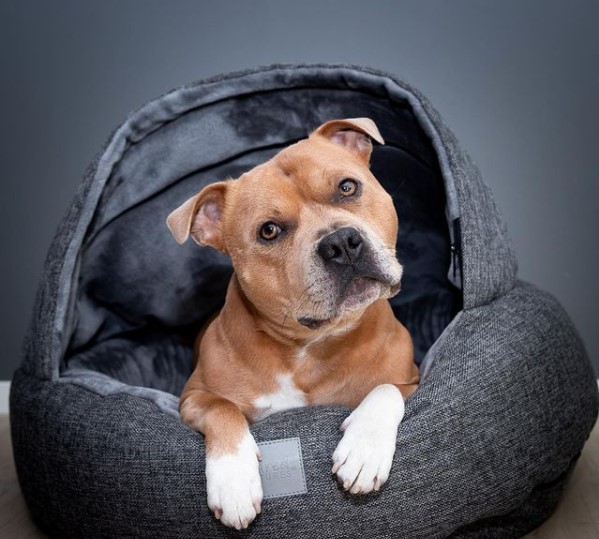 15 Pictures That Prove Staffordshire Bull Terriers Are Perfect Weirdos 11