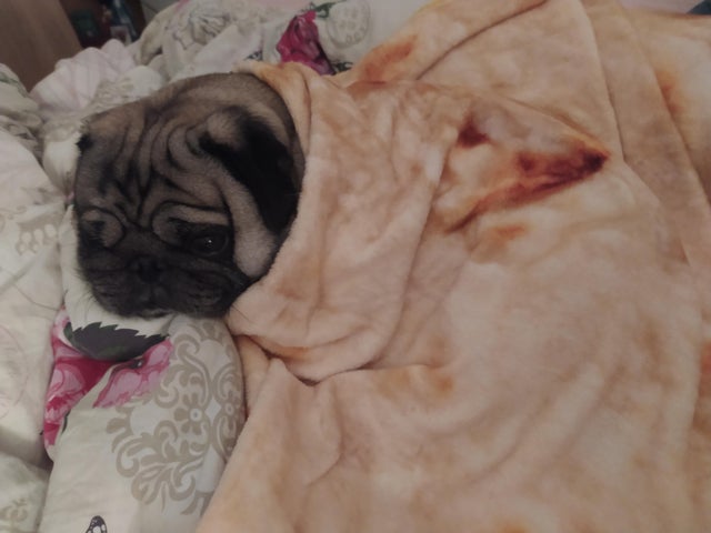 15 Realities That New Pug Owners Must Accept 11