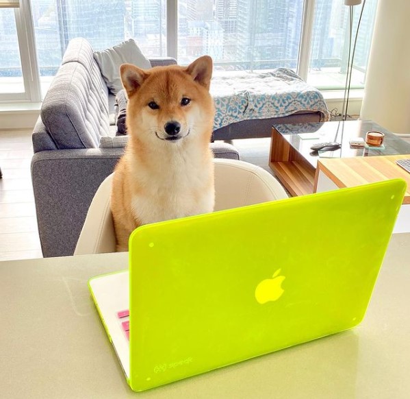 15 Pictures That Prove Shiba Inu Are Perfect Weirdos 11