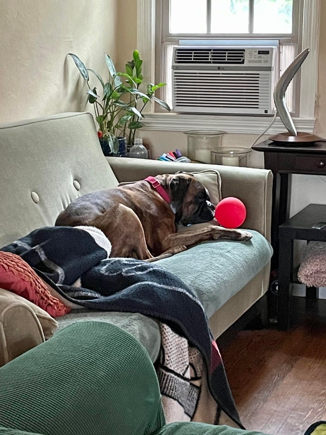 15 Realities That New Boxer Owners Must Accept 11 15 Realities That New Boxer Owners Must Accept 11