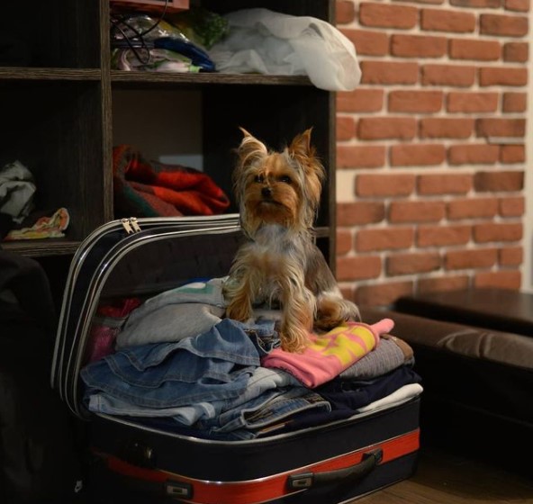 16 Pictures That Prove Yorkies Are Perfect Weirdos 11