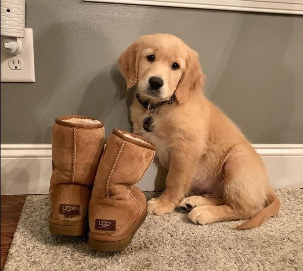 15 Pictures That Prove Golden Retrievers Are Perfect Weirdos 11