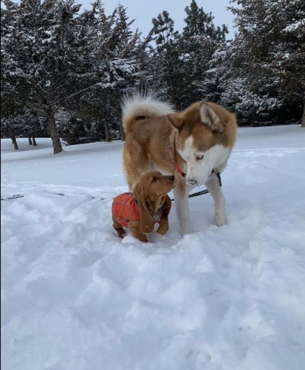 15 Pictures That Prove Basset Hounds Are Perfect Weirdos 11