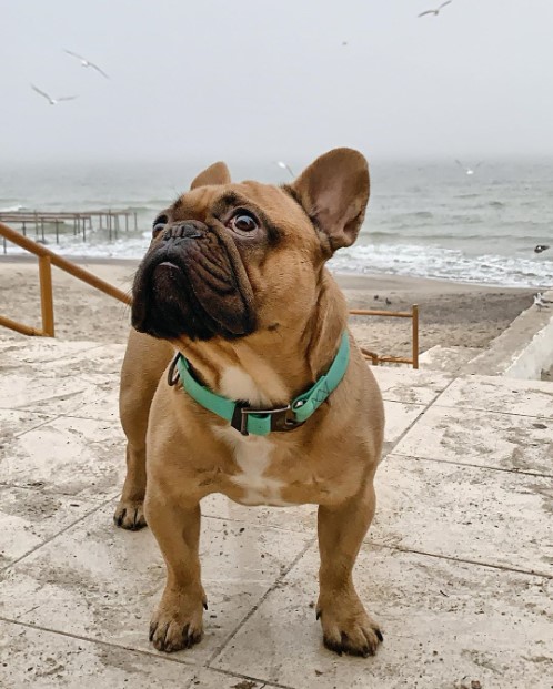 16 Pictures That Prove French Bulldogs Are Perfect Weirdos 10