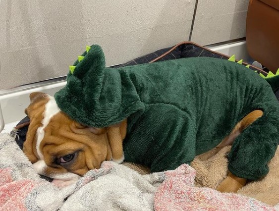 15 Pictures That Prove English Bulldogs Are Perfect Weirdos 9