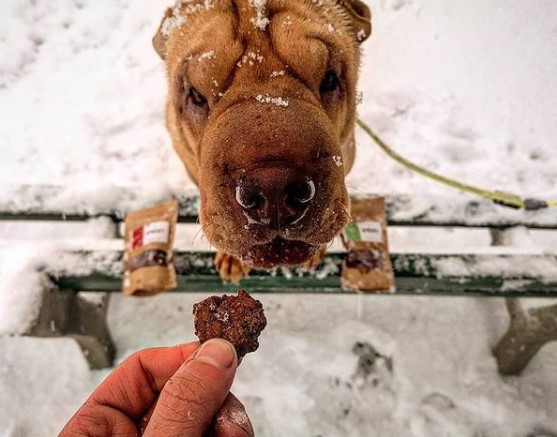 15 Pictures That Prove Shar Peis Are Perfect Weirdos 11