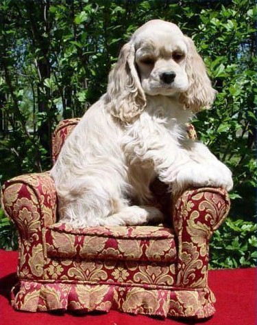 15 Pictures That Prove Cocker Spaniels Are Perfect Weirdos 9