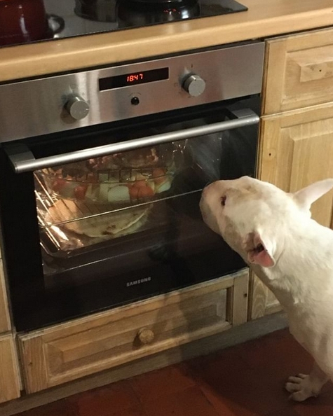 15 Funny Bull Terrier Memes To Make Your Day 11