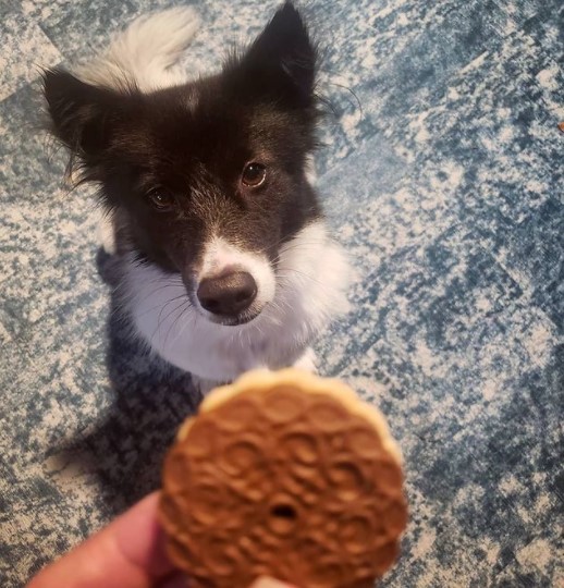 15 Pictures That Prove Border Collies Are Perfect Weirdos 11 15 Pictures That Prove Border Collies Are Perfect Weirdos 11
