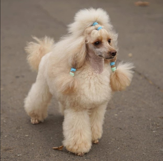 15 Pictures That Prove Poodles Are Perfect Weirdos 10