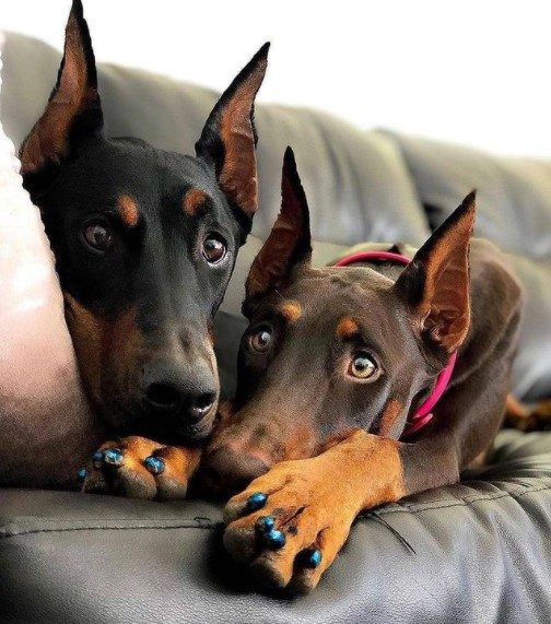 15 Pictures That Prove Doberman Pinschers Are Perfect Weirdos 11