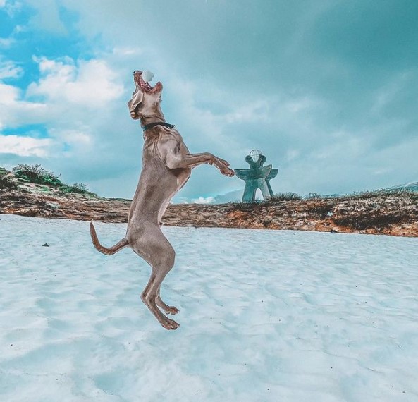 16 Pictures That Prove Weimaraners Are Perfect Weirdos 11
