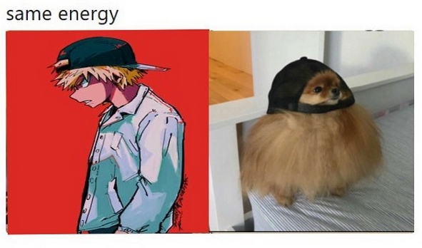 15 Funny Pomeranian Memes To Make Your Day 11