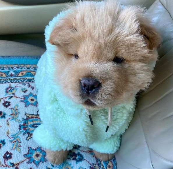 15 Pictures That Prove Chow Chows Are Perfect Weirdos 11