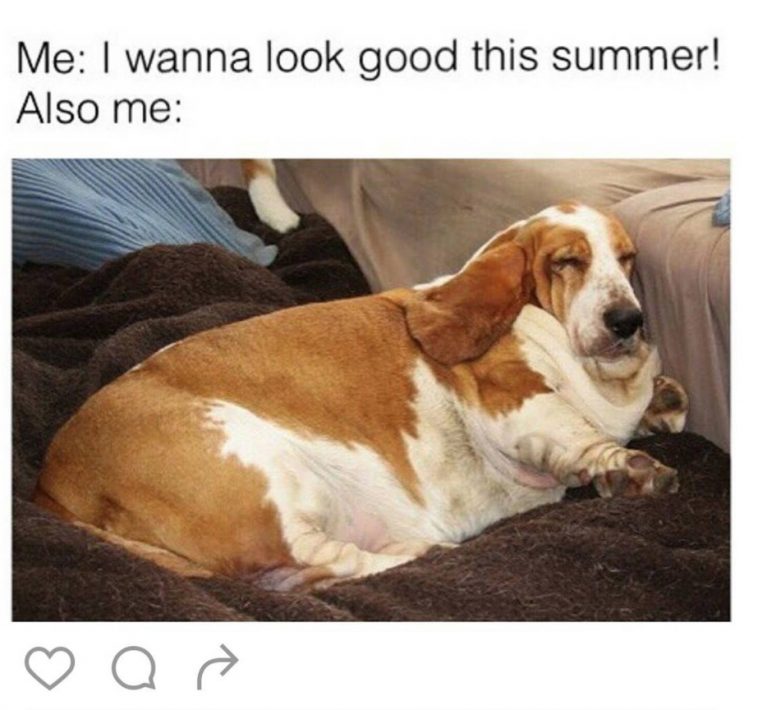 15 Funny Basset Hound Memes To Make Your Day 11