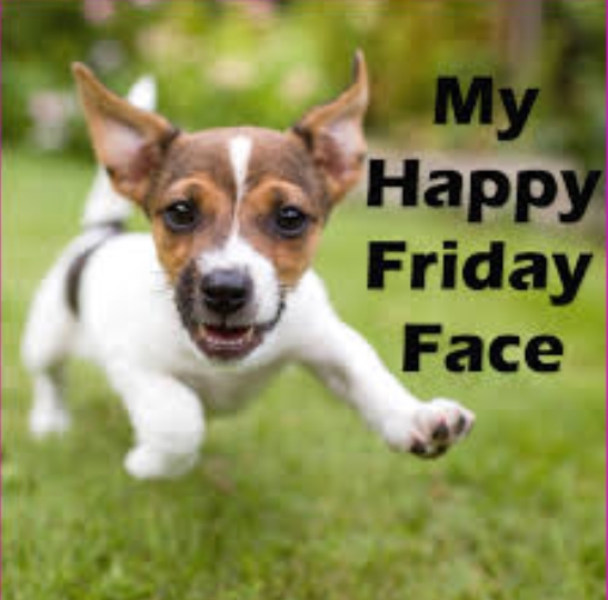 15 Funny Jack Russell Memes To Make Your Day 11