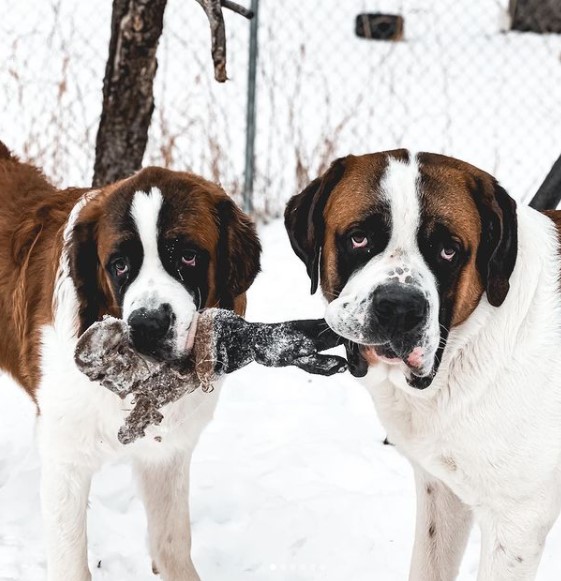 15 Pictures That Prove St Bernards Are Perfect Weirdos 11