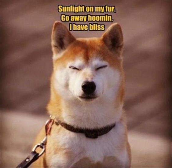 15 Funny Akita Inu Memes To Make Your Day 11