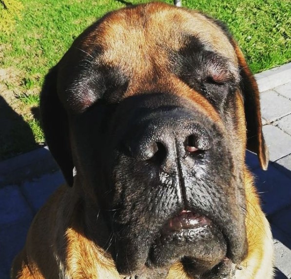 15 Pictures That Prove English Mastiffs Are Perfect Weirdos 11