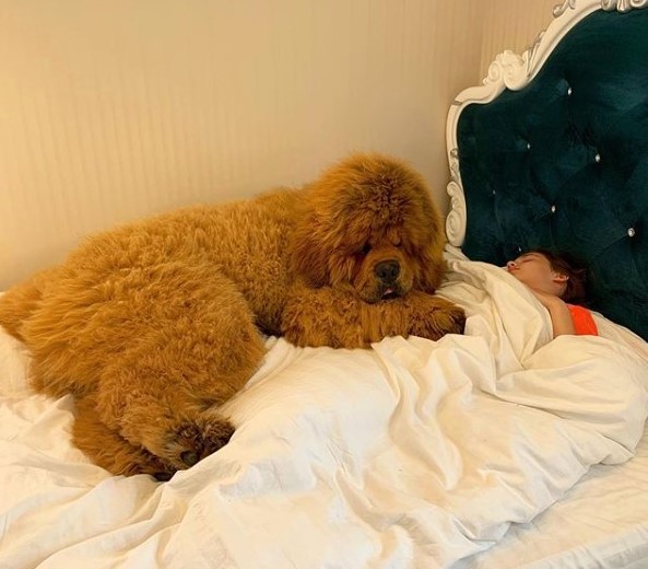 15 Pictures That Prove Tibetan Mastiffs Are Perfect Weirdos 11
