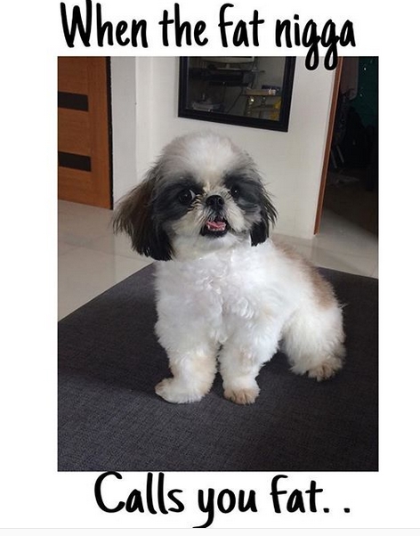 15 Funny Shih Tzu Memes To Make Your Day 11 15 Funny Shih Tzu Memes To Make Your Day 11