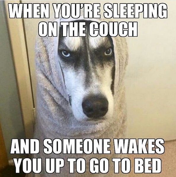 15 Funny Siberian Husky Memes To Make Your Day 11