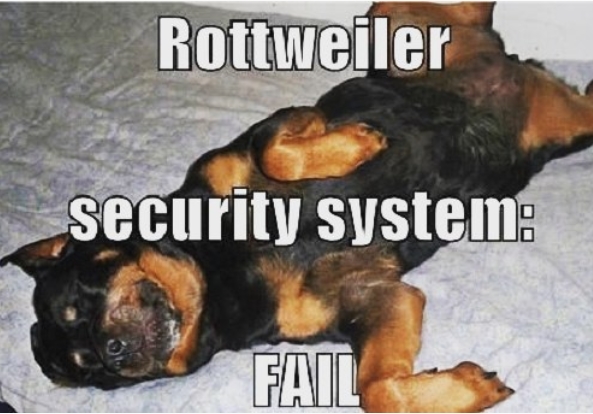 15 Funny Rottweiler Memes To Make Your Day 11 15 Funny Rottweiler Memes To Make Your Day 11