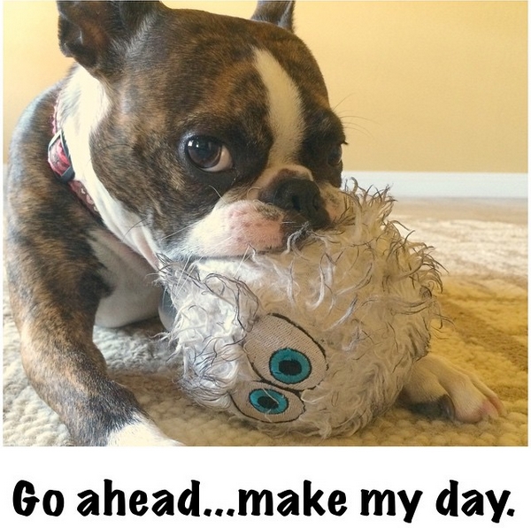 15 Funny Boston Terrier Memes To Make Your Day 11 15 Funny Boston Terrier Memes To Make Your Day 11